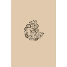 Artigiana Fiorentina Bigiotteria- orecchino ottone stampato e nichelato
