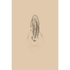 Artigiana Fiorentina Bigiotteria- Orecchini Metallo