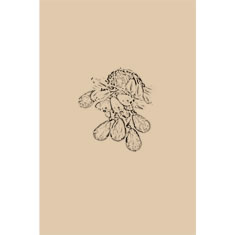 Artigiana Fiorentina Bigiotteria - Orecchino ottone dorato