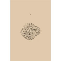 Artigiana Fiorentina Bigiotteria - Orecchino ottone dorato